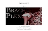Applied Anatomy of Brachial Plexus Anatomy of Brachial Plexus.pdfBrachial Plexus Branches & Muscular Innervations Dorsal Scapular N. • Levator Scapulae • Rhomboid Major/Minor Lateral