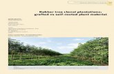 RUBBER TREE CLONAL PLANTATIONS: GRAFTED VS SELF-ROOTED …bft.cirad.fr/cd/BFT_332_57-68.pdf · 2017. 7. 18. · Seed formation in Hevea brasiliensis H. brasiliensis is a monoecious