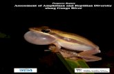 Progress Report · 2020. 5. 21. · 1 Progress Report Assessment of Amphibian and Reptilian Diversity along Ganga River Submitted by Bitupan Boruah (Project Fellow) Supervisors Dr.
