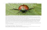 THE FLY THAT ATTACKS JAPANESE BEETLES · 2020. 7. 22. · worse, Japanese beetles attack in mid-summer, just when your garden should be at its finest! And it’s not just leaves and
