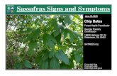 Sassafras Signs and Symptoms - University of Florida...Sassafras Signs and Symptoms June 18, 2015 Chip Bates Forest Health Coordinator Georgia Forestry Commission 18899 Highway 301