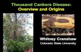 Thousand Cankers Disease: Overview and Origins Cankers... · 2013. 3. 12. · Thousand Cankers Disease: Overview and Origins Whitney Cranshaw Colorado State University . Thousand