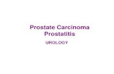 Prostate Carcinoma Prostatitis - wickUPwickup.weebly.com/uploads/1/0/3/6/10368008/prostate.pdf · 2018. 9. 28. · Management •Watchful waiting –Restrict fluid nocturnally –Double