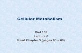Cellular Metabolism...Aerobic Cellular respiration In aerobic cellular respiration cells take in sugar (glucose) and breaks it down to into carbon dioxide and water, this requires