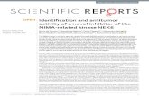 Identification and antitumor activity of a novel inhibitor of the ......SCIENtIFIC REPORTS | (2018)8:16047 DOI.8s8-8--y 1 Identication and antitumor activity of a novel inhibitor of