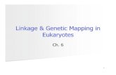 Linkage & Genetic Mapping in Eukaryotescmalone/pdf360/Ch06-1chi 2pt.pdf · 2007. 9. 11. · Genetic mapping is also known as gene mapping or chromosome mapping!Its purpose is to determine