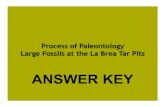ANSWER KEY Large F ossils at the La Brea Tar Pits Process ...Large Fossils at the La Brea Tar Pits Process of Paleontology Microfossils at the La Brea Tar Pits ANSWER KEY Preserve