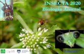 INSECTA 2020 Biología Animal · Filo Arthropoda Es el mayor Filo del Reino Animal: ¾ partes de los organismos vivientes, en individuos y N de especies. Han colonizado / colonizan