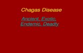 Chagas Disease - UCLA Health · 2015. 10. 15. · Chagas disease began . millions of years ago as an . disease of wild animals. DNA evidence of Trypanosoma cruzi has . been found