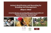 Animal Identification and Recording for Breeding and Management · 2017. 10. 28. · Breeding and Management. Okeyo A. Mwai. ... dairy farm‐based research in Eastern Africa. Principal