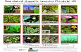 Regulated Aquatic Invasive Plants in WIdnr.wi.gov/lakes/cbcw/publications/wt-925.pdfDidymo or rock snot (alga) (Didymosphenia geminata) Fanwort (Cabomba caroliniana) Water chestnut