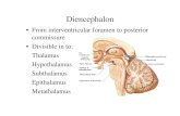 diencephalongmch.gov.in/sites/default/files/documents/diencephalon.pdfEfferent connections 1. To autonomic centres in brain stem and spinal cord e.g. tractus soiltarius, dorsal nucleus