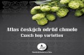Atlas ceských odrud chmele ˇ - chizatecchizatec.cz/download/page5021.pdfwhich originated in the Saaz (Žatec) and Auscha (Úštěk) hop growing areas as a land-race hop. The variety