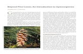 Beyond pine Cones: An Introduction to Gymnosperms...Beyond pine Cones: An Introduction to Gymnosperms Stephanie Conway Pine cones are perhaps the most familiar gymnosperm cone type.