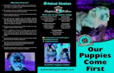 Our Puppies Come - Animal Kingdom · 2020. 4. 18. · Puppies are exercised and socialized daily with other puppies, staff and store visitors. We’ve established a Homes for Life
