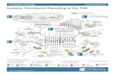 Immune Checkpoint Signaling Pathway Download...Tumor-draining Lymph Node NK T-bet Th2 Proliferation and production of anti-tumor antibodies IL-2, 4, 5 Activation/Response Change Inﬂammation