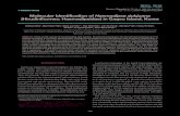 Molecular Identification of Haemadipsa rjukjuana ... · 172 Korean J Parasitol Vol. 52, No. 2: 169-175, April 2014 18S rRNA nucleotide sequences have 99.9% identity to the H. rjukjuana
