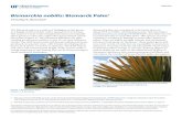 Bismarckia nobilis: Bismarck Palm - University of Floridaedis.ifas.ufl.edu/pdffiles/ST/ST10100.pdfENH260 Bismarckia nobilis: Bismarck Palm1 Timothy K. Broschat2 1. This document is