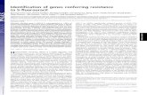 Identification of genes conferring resistance to 5-fluorouracil · 2009. 7. 20. · Identification of genes conferring resistance to 5-fluorouracil Byoung Kwon Yooa, Rachel Gredlera,