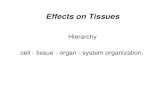 Effects on Tissues - Ohio Universityinpp.ohio.edu/~massey/PHY569L/Module7.pdf · 2019. 7. 10. · D. Phagocytes (scavengers) Further refined Cell Sensitivity(8) • Least sensitive