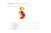 iteachbio.comiteachbio.com/Anatomy-Physiology/AnatomyandPhysiology... · Web viewMrs. Weber- Anatomy and PhysiologyFinal Exam Using Figure 1.1, answer the following multiple-choice