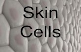 Skin Cells - CSPA Middle School - Homecspams.weebly.com/uploads/2/2/8/1/22815290/skin_cells.pdf · 2019. 5. 12. · Structure of the Skin The$skin$has$three$main$layers$: –Epidermis