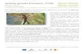 aeshna grandis en - Musée Virtuel: pagina indicedigitalnature.regione.vda.it/schede/aeshna_grandis_en.pdf · 2018. 12. 3. · Aeshna grandis (Linnaeus, 1758) Brown hawker Family: