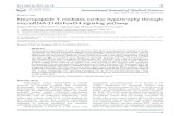 Research Paper Neuropeptide Y mediates cardiac hypertrophy … · 2020. 10. 31. · Research Paper Neuropeptide Y mediates cardiac hypertrophy through microRNA-216b/FoxO4 signaling