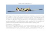Micko Scale Reproductions Fun Scale I-16 Rata Scale I-16 Rata … · Fun Scale I-16 Rata Photo by Joe Babalon Thank you for purchasing the Polikarpov I-16 model. This is a continuation