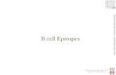 B cell Epit opes - CBS · 2008. 6. 10. · B cell Epit opes. Technical University of Denmark - DTU Department of systems biology CENTER FOR BIOLOGICAL SEQUENCE ANALYSIS Antibody E