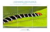 CATERPILLAR PUZZLE · CATERPILLAR PUZZLE Arrange the shapes to reveal a wildlife picture Directions Print the puzzle and cut the pieces out along the dashed lines. Scramble and arrange