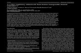 A c-Myc regulatory subnetwork from human transposable ...jordan.biology.gatech.edu/pubs/wang-molbiosys-2009.pdfA c-Myc regulatory subnetwork from human transposable element sequenceswz