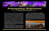 Propagating Grapevines - Aggie Horticulture · 2020. 5. 20. · Plant propagation is the process of creating new plants. Asexual propagation is the development of a new plant from