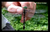 Swift River Cruiser - Dragonflies of Northern Virginia Documents/KevinPDF/pdf/identify... · 2013. 8. 14. · Swift River Cruiser (M. illinoiensis illinoiensis) vs. Allegheny River