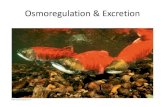 Osmoregulation & Excretionlcwu.edu.pk/.../Lecture2-Excretion_Osmoregulation.pdfOsmoregulation & Excretion • Freshwater fishes in different environments show adaptations that regulate