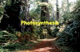 Photosynthesis...Vocabulary • Photosynthesis –the process of capturing and transforming the energy of sunlight into chemical energy sugars • Autotrophs –capable of making food