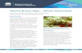 Marine Brown Alga Primefact€¦ · Marine Brown Alga – Nereia lophocladia December 2018, Primefact 192, Third edition . DPI Fisheries Threatened Species Unit . Introduction Nereia