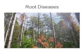 Root Diseases - University of British Columbiafrst307.sites.olt.ubc.ca/files/2017/09/Root_diseases.pdfSigns of Armillaria root disease • Rhizomorphs: specialized highly adapted structures