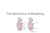 The Mechanics of Breathingsciencetoat.weebly.com/uploads/2/3/8/0/23803204/... · 2019. 5. 3. · The Mechanics of Breathing. Two muscles involved. Intercostal Muscles Diaphragm. Two