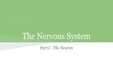 The Nervous System - Ms. Lynch's Lessonsmslynchslessons.weebly.com/.../46151237/nervous_system_1.pdf · 2019. 9. 24. · Peripheral Nervous System all neural tissue outside of the