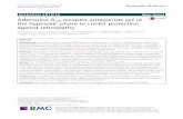 Adenosine A2A receptor antagonists act at the hyperoxic phase to … · 2018. 7. 31. · RESEARCH ARTICLE Open Access Adenosine A 2A receptor antagonists act at the hyperoxic phase