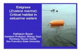Eelgrass Zostera marina ): Critical habitat in estuarine waters...Eelgrass (Zostera marina ): Critical habitat in estuarine waters Katharyn Boyer Assistant Professor, Biology Dept.