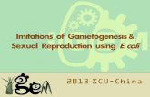 Imitations of Gametogenesis & Sexual Reproduction using E ...2013.igem.org/files/presentation/SCU_China.pdf · Background Project description Project design Five systems Results Modeling
