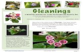 Gleanings - The Gesneriad Society...!! ! ! !December 2012 ! page 8 The article on the preceding page appeared originally in The Newsletter of the Delaware African Violet and Gesneriad