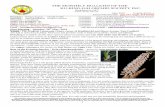 THE MONTHLY BULLETIN OF THE KU-RING-GAI ORCHID ......THE MONTHLY BULLETIN OF THE KU-RING-GAI ORCHID SOCIETY INC. (Established in 1947) A.B.N. 92 531 295 125 May 2019 Volume 60 No.