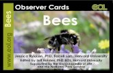 Observer Cards Bees - EOL Learninga bee from a closely related wasp or a bee-mimicking fly. Wasps are less hairy than most bees, often have more obvious “waists,” and generally