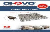 QUAIL EGG TRAY - GI-OVO · 2019. 8. 9. · 1296 quail eggs Special pallet for crate transportation 72 quail eggs Perfectly stackable Egg Tray suitable for Eggs up to 45 mm height