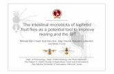 The intestinal microbiota of tephritid fruit flies as a potential tool … · 2010. 11. 3. · The intestinal microbiota of tephritid fruit flies as a potential tool to improve rearing