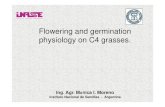Fl i d i tiFlowering and germination physiology on C4 … · 2009. 6. 23. · Chloris spp • Spikelets of Chloris are several-flowered, and di ti l tdisarticulateabove theglumes.