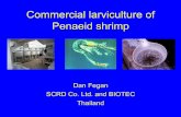 Commercial larviculture of Penaeid shrimp · 2002. 1. 15. · Dan Fegan SCRD Co. Ltd. and BIOTEC Thailand. Thanks to • Patrick Sorgeloos, and the organisers/sponsors of Larvi ‘01